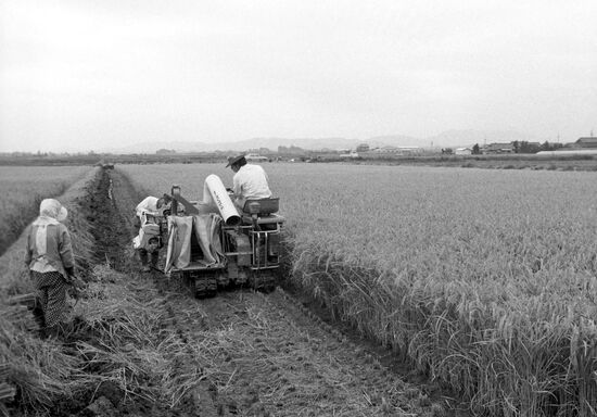 Rice harvesting