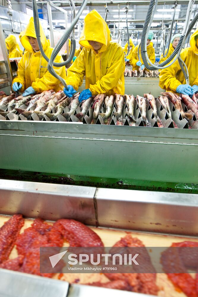 Dog salmon processing
