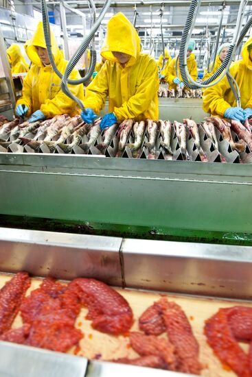Dog salmon processing