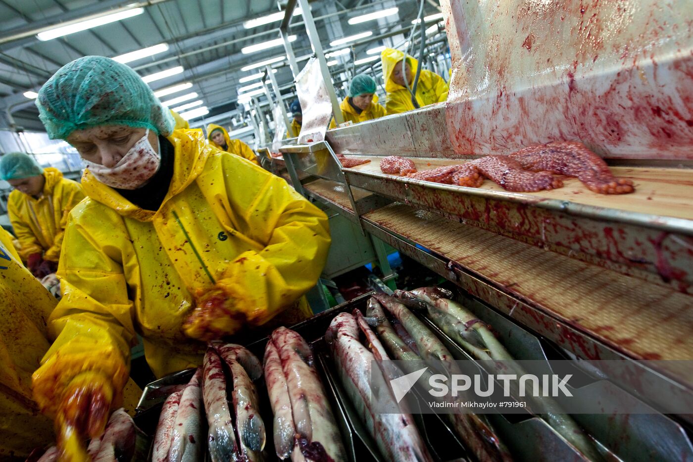 Dog salmon processing