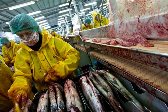 Dog salmon processing