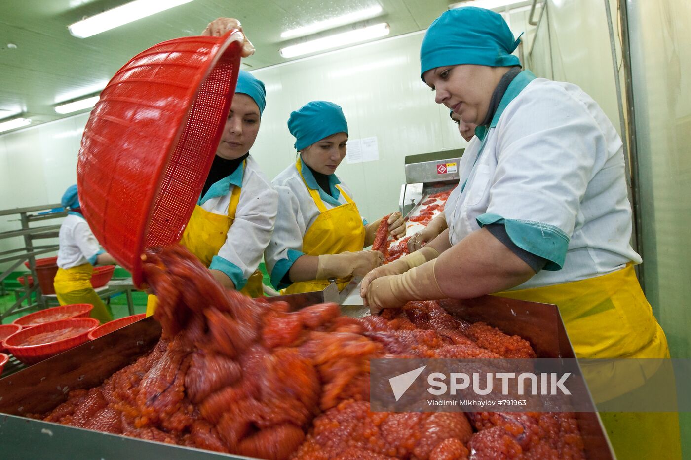 Dog salmon roe processing