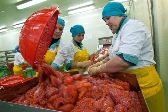 Dog salmon roe processing