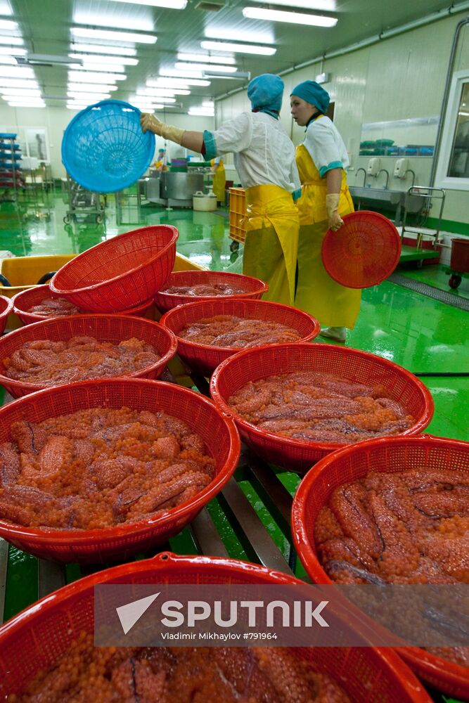 Dog salmon roe processing