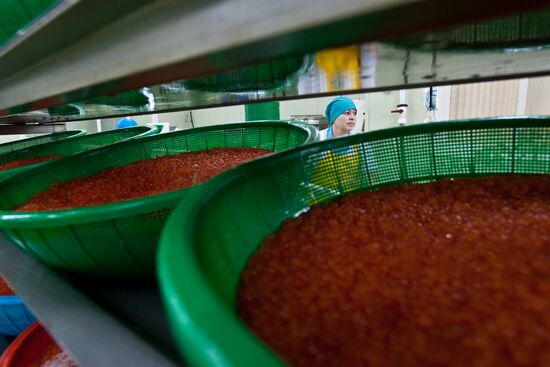 Dog salmon roe processing