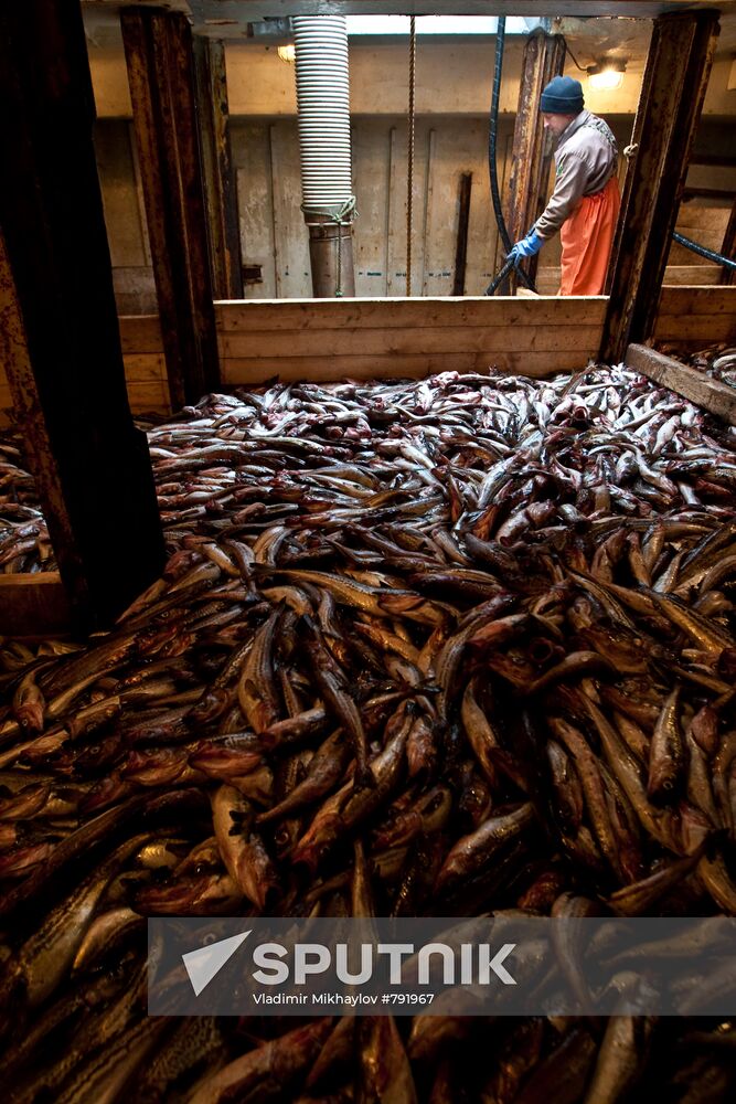 Unshipping walleye pollock