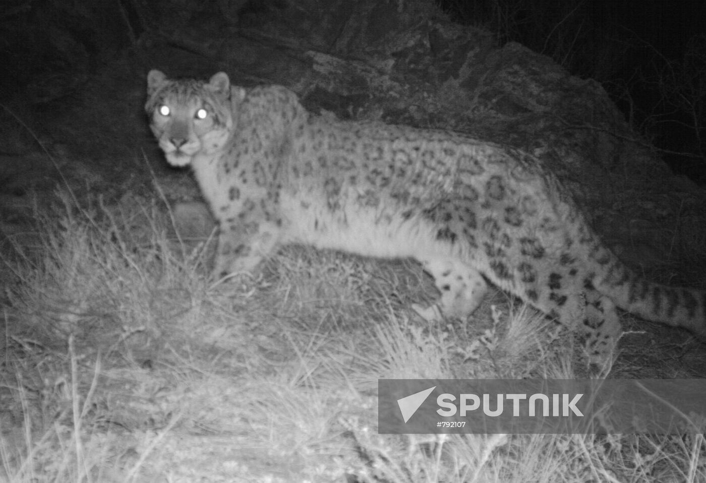 Photo of snow leopard
