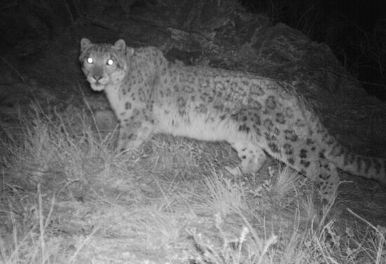 Photo of snow leopard