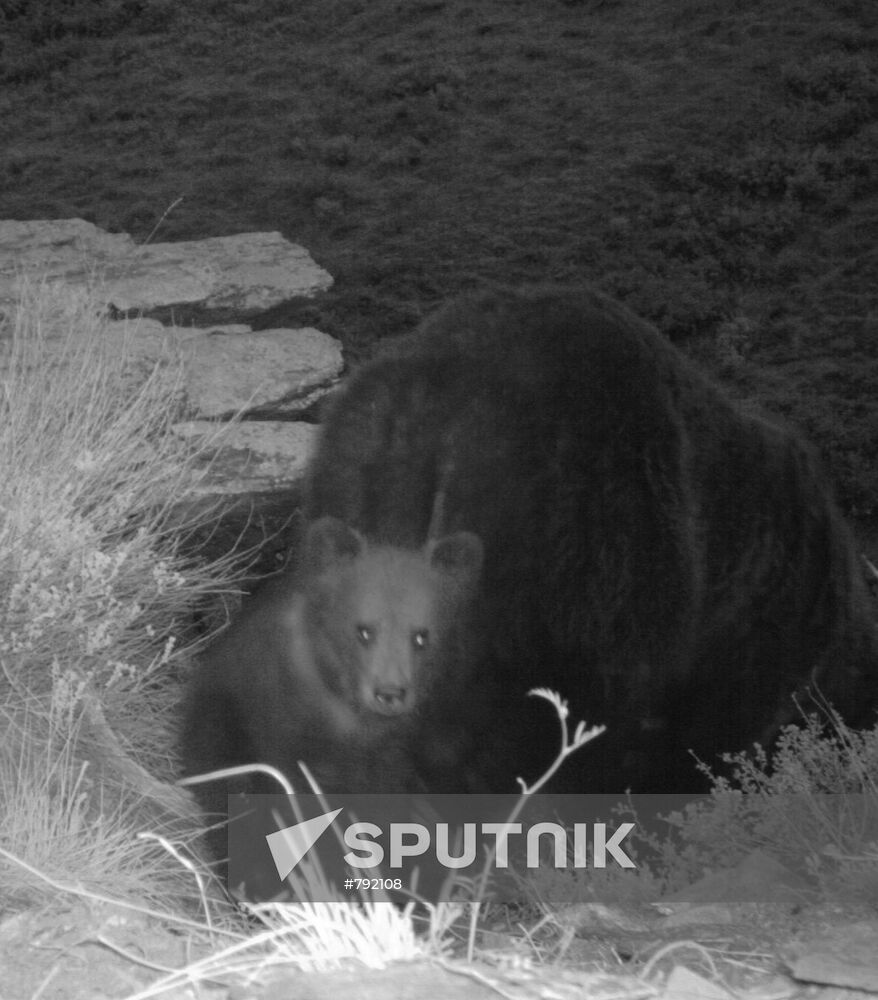 Photo of bear cub