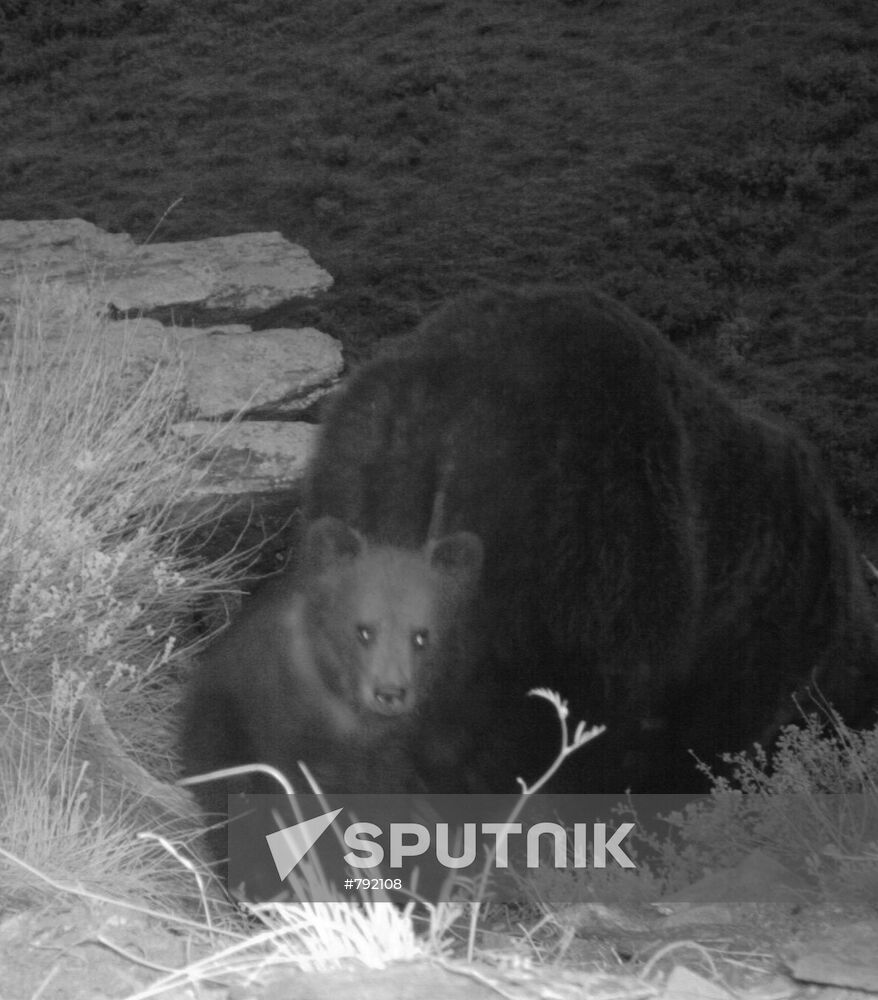 Photo of bear cub