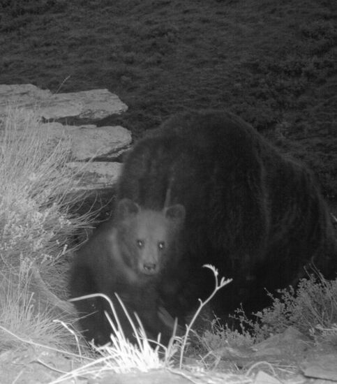Photo of bear cub