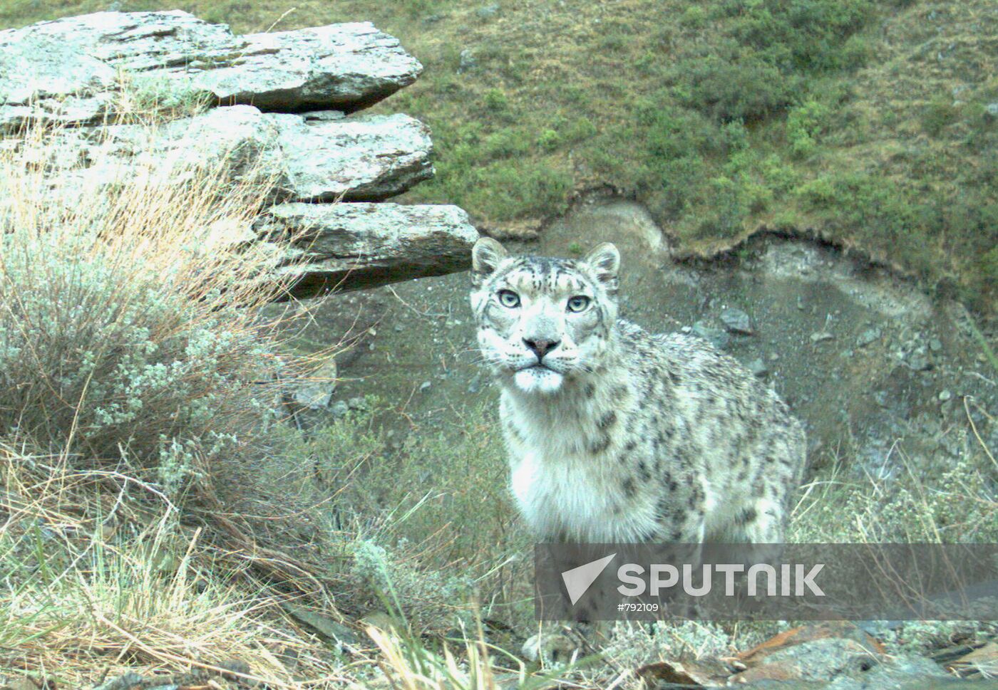 Photo of snow leopard