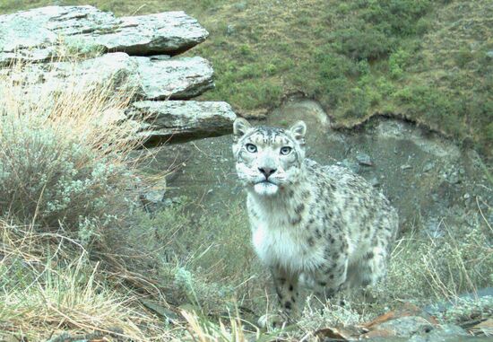 Photo of snow leopard