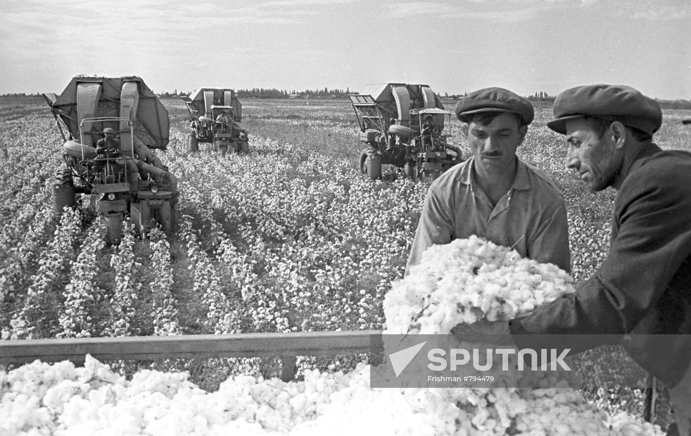 Cotton harvesting at collective farm named after F. Engels