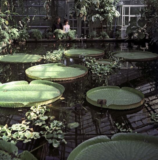 Gigantic tropic lilies "Victoria regia" from Africa