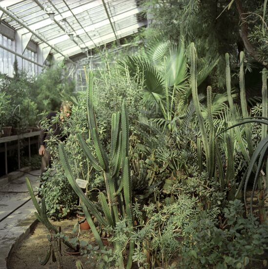 Cacti in greenhouse