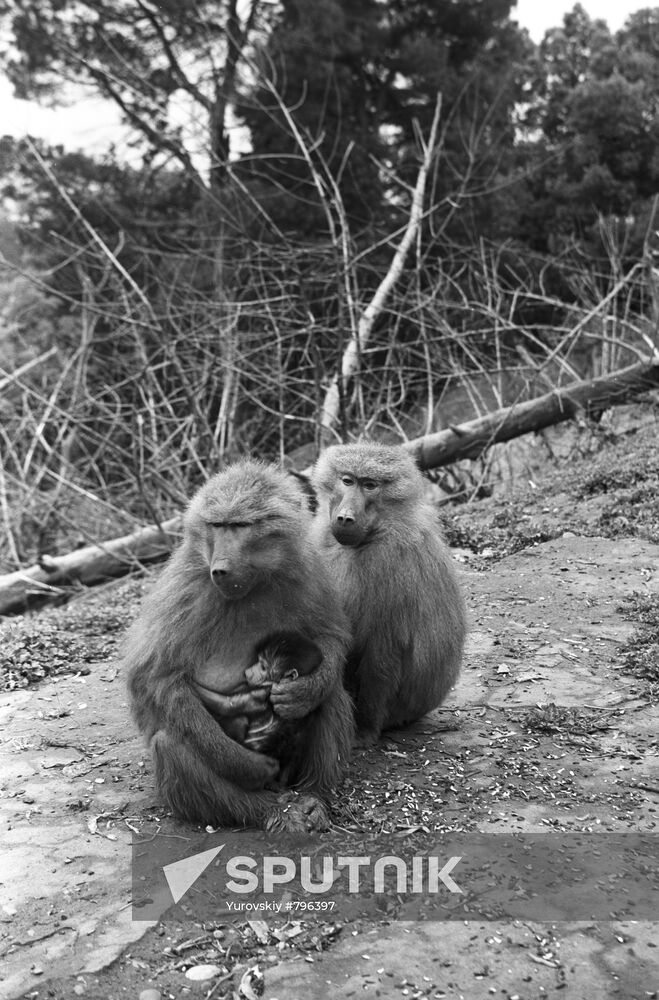 Family of baboons