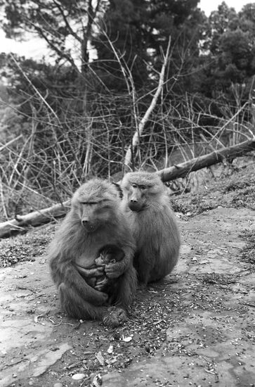 Family of baboons