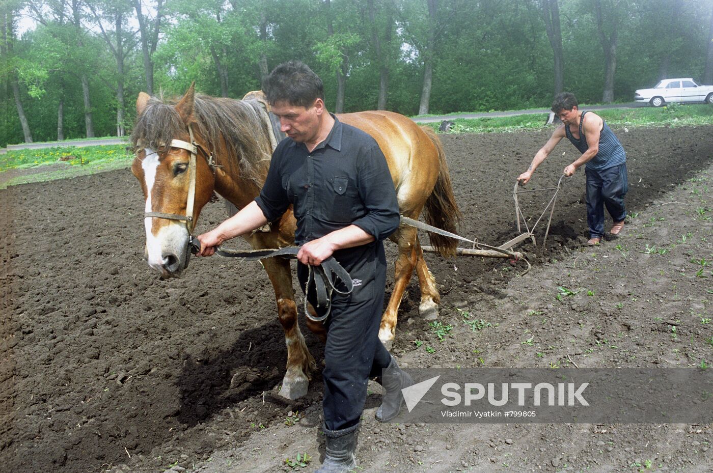 Potato planting