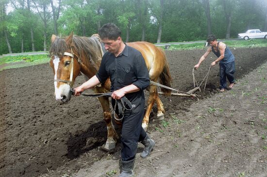 Potato planting
