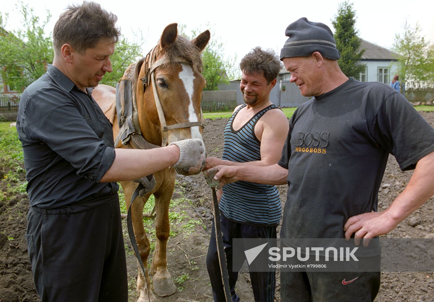 Potato planting