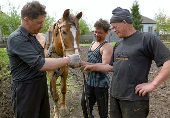 Potato planting