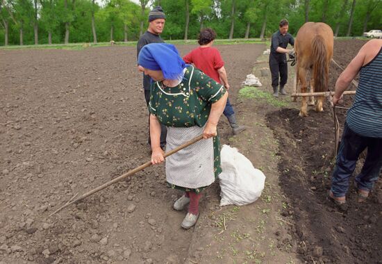 Potato planting