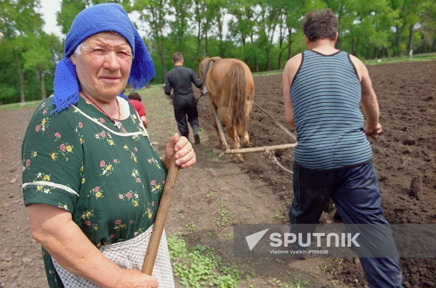 Potato planting