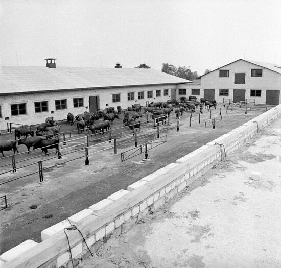 Livestock-breeding facility of the Draugas collective farm