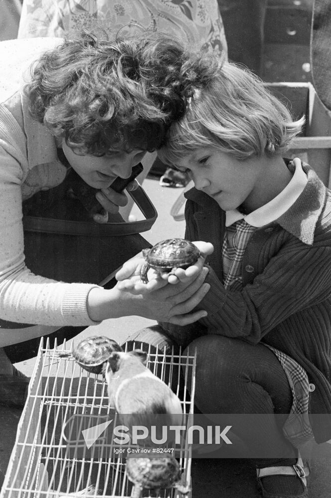 BIRDS MARKET VISITORS TORTOISE