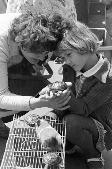 BIRDS MARKET VISITORS TORTOISE