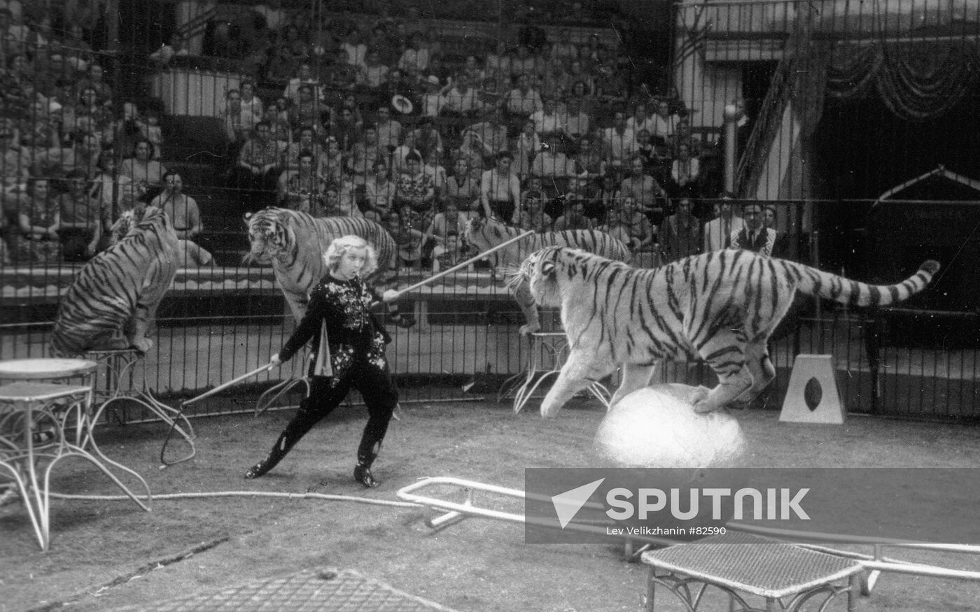 Circus Nazarova tigers