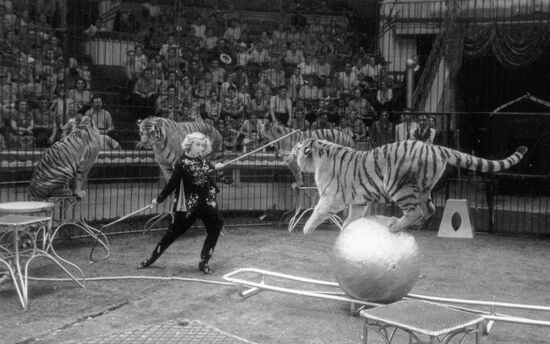 Circus Nazarova tigers