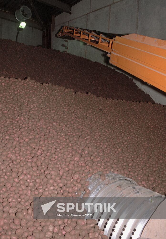 POTATOES STORAGE