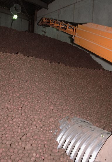 POTATOES STORAGE
