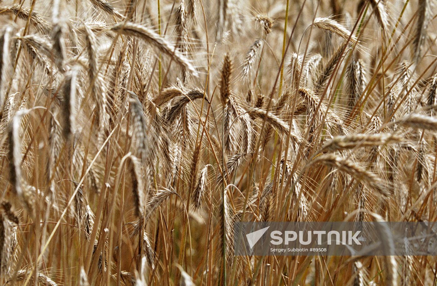 wheat