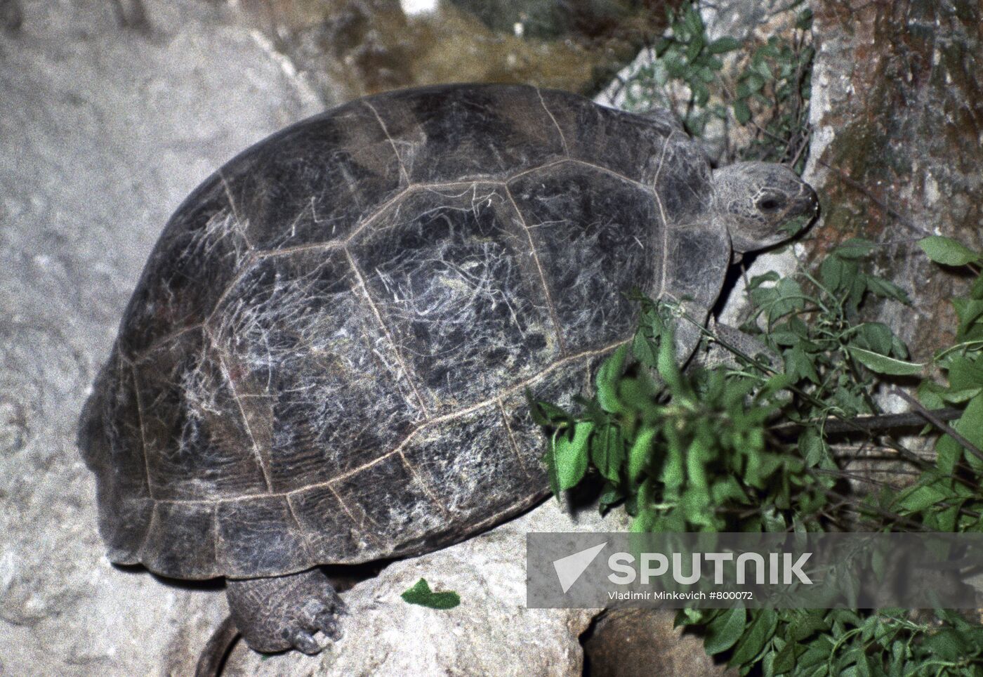 Galapagos giant tortoise