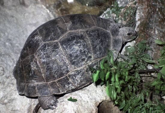 Galapagos giant tortoise