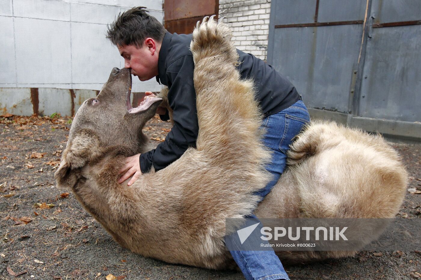 Stepan the Bear in Losiny Ostrov Park