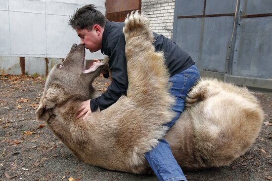 Stepan the Bear in Losiny Ostrov Park