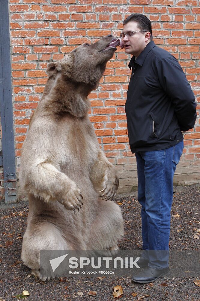 Stepan the Bear in Losiny Ostrov Park
