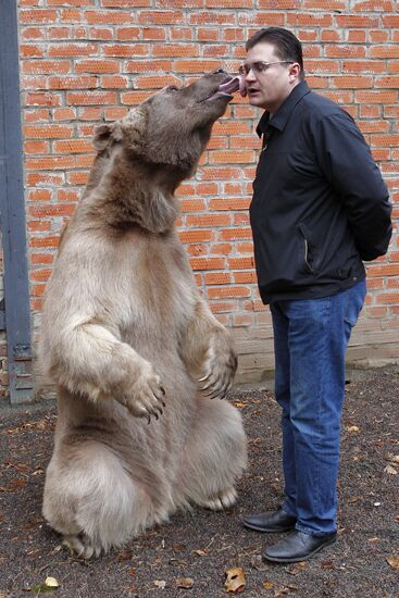 Stepan the Bear in Losiny Ostrov Park
