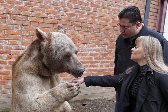 Stepan the Bear in Losiny Ostrov Park