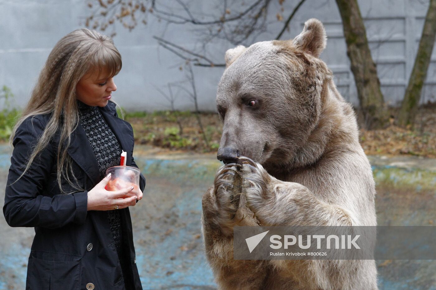 Stepan the Bear in Losiny Ostrov Park
