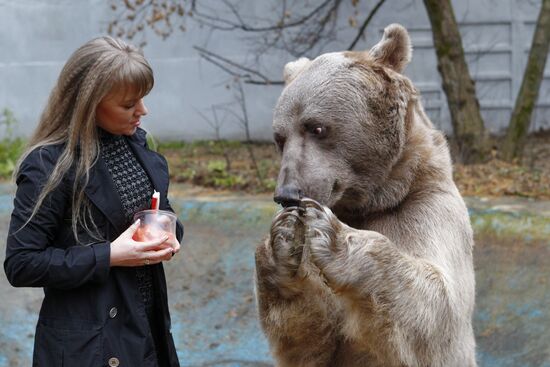 Stepan the Bear in Losiny Ostrov Park