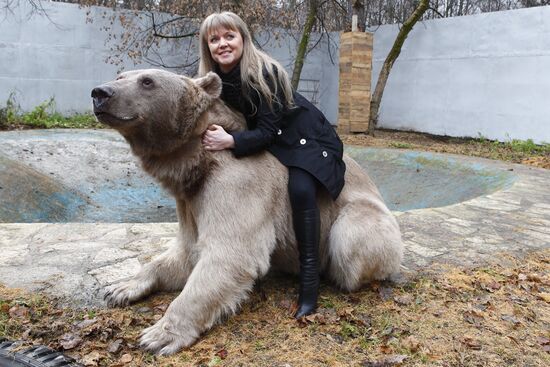 Stepan the Bear in Losiny Ostrov Park