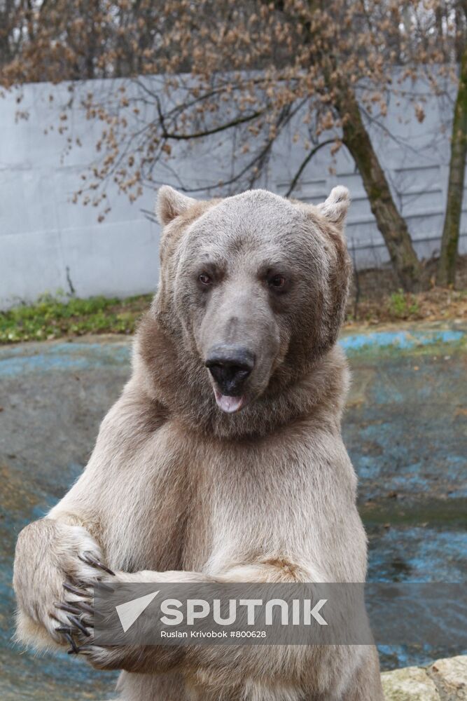 Stepan the Bear in Losiny Ostrov Park