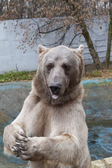 Stepan the Bear in Losiny Ostrov Park