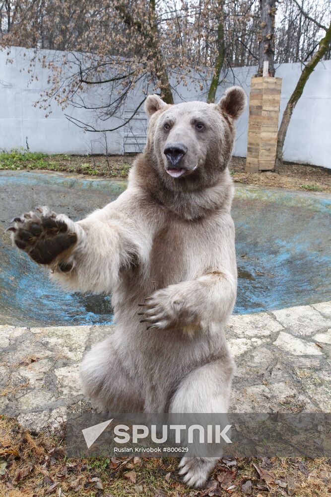 Stepan the Bear in Losiny Ostrov Park