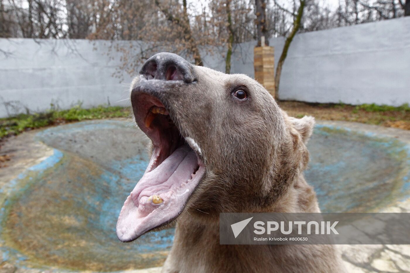 Stepan the Bear in Losiny Ostrov Park